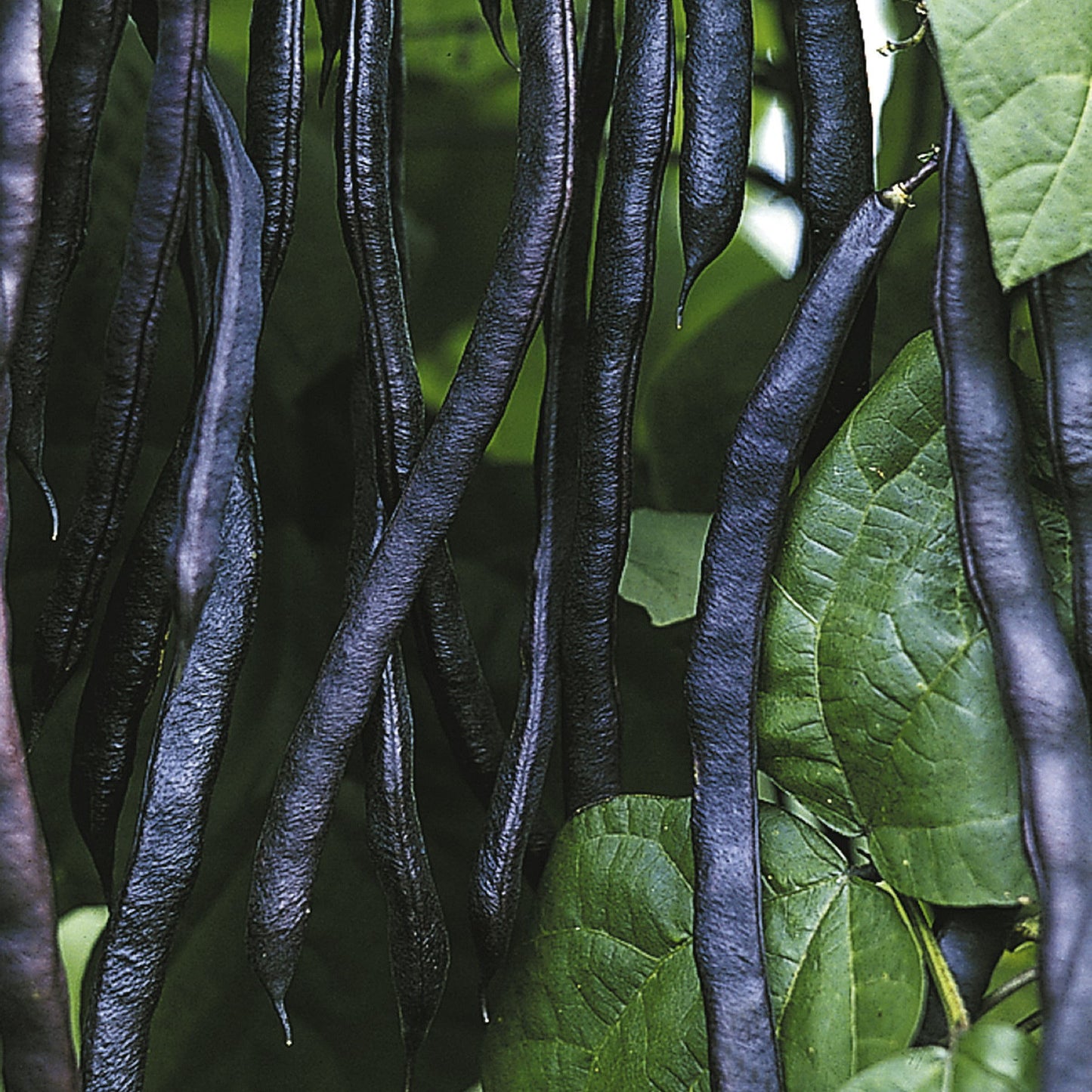 Blauhilde - BIO