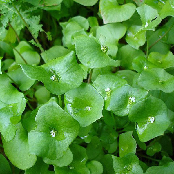 Winter Purslane