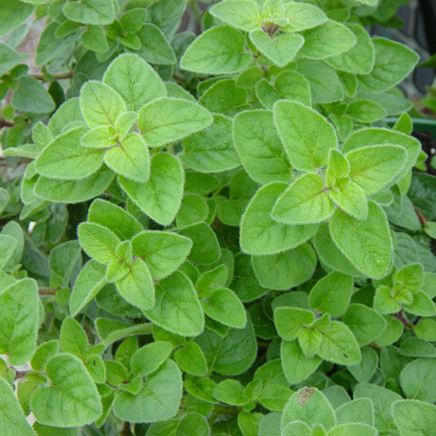 Oregano, Greek