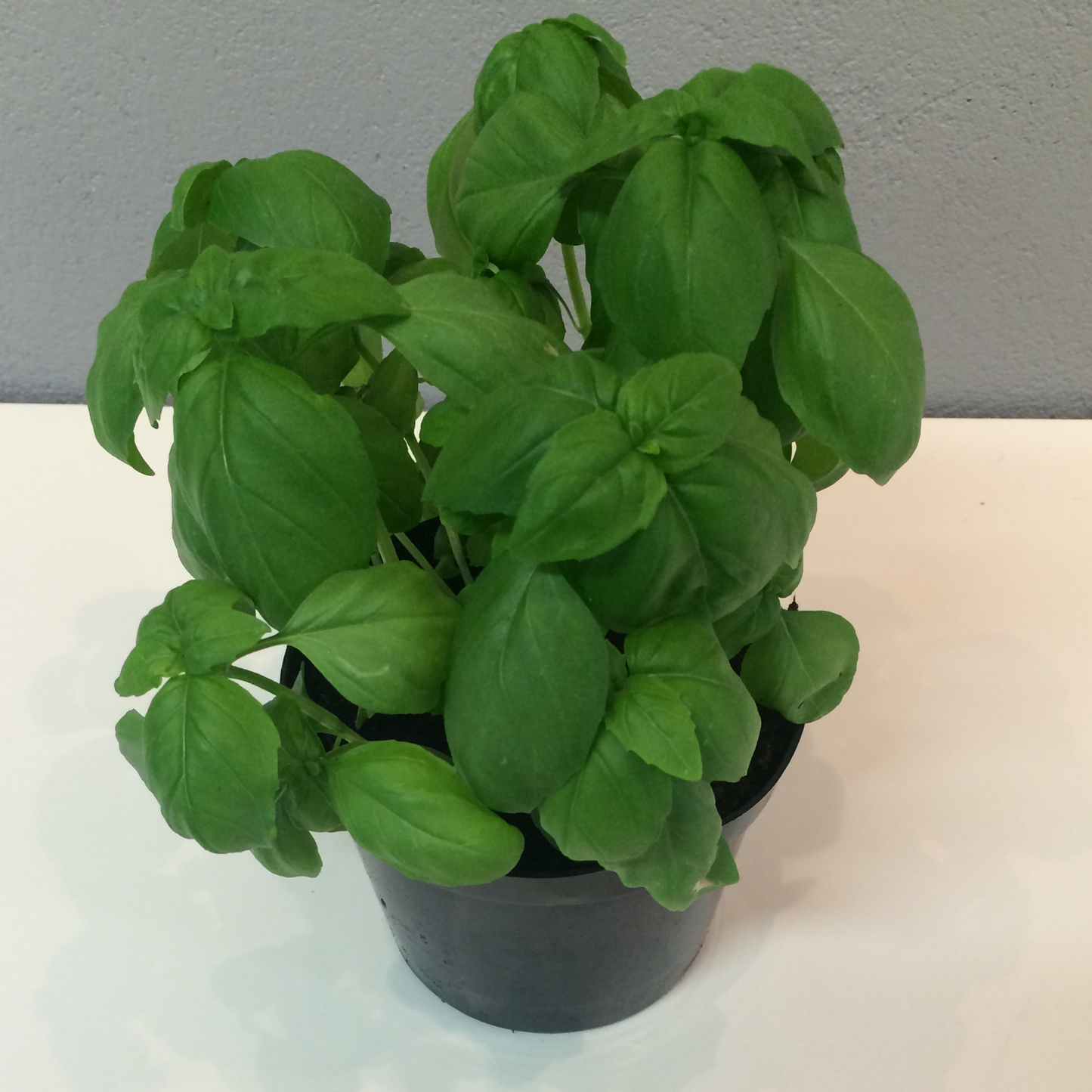 Basil Sweet Aroma 2 F1 - BIO