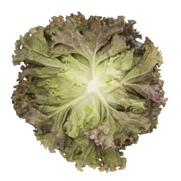 Batavia Lettuce Mineral RZ - BIO