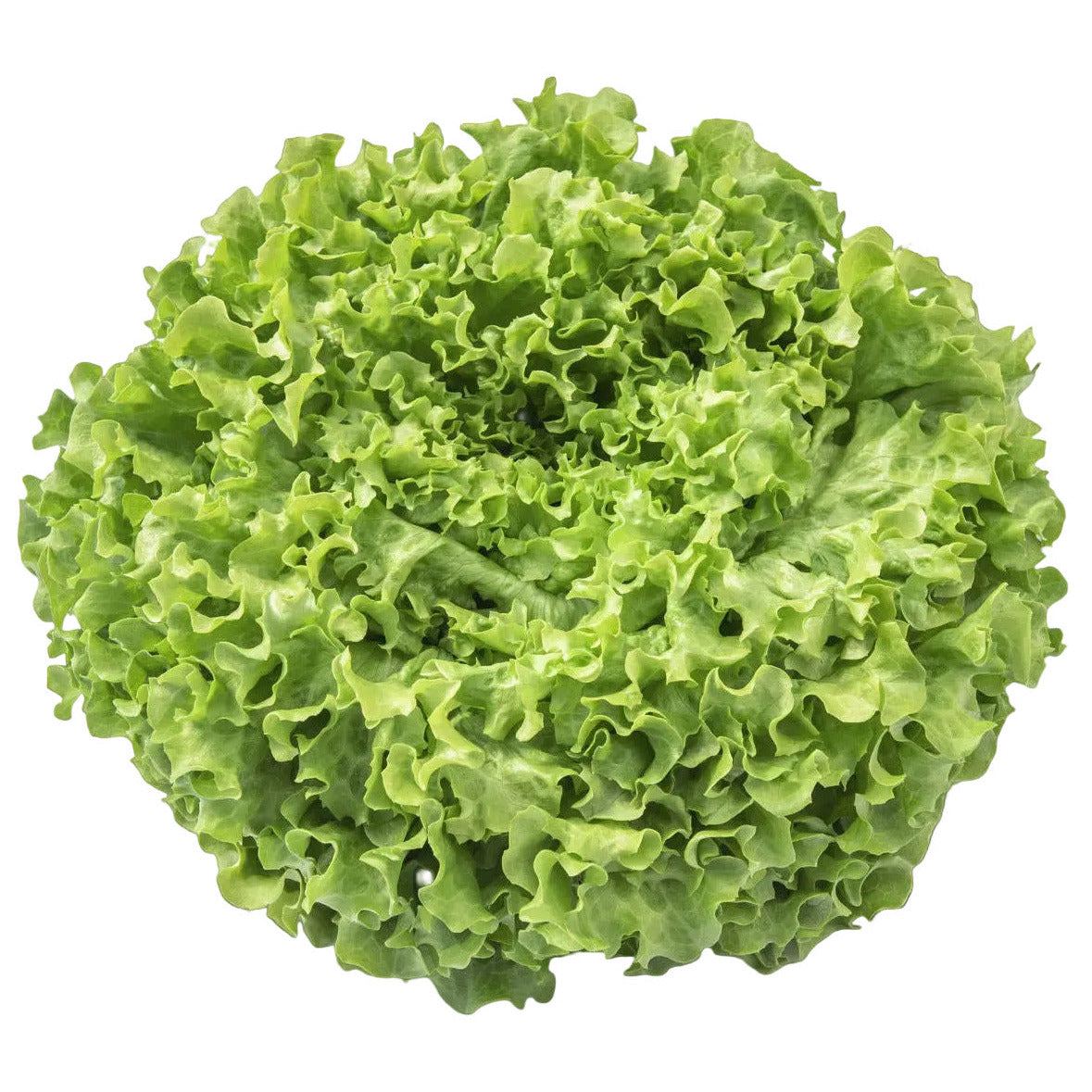 Batavia Lettuce Crisalis