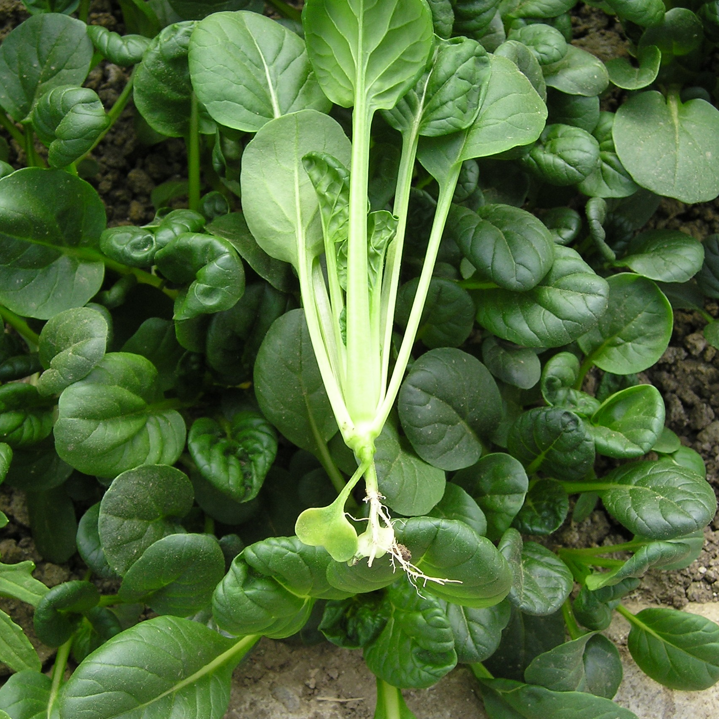 Tatsoi Osaka
