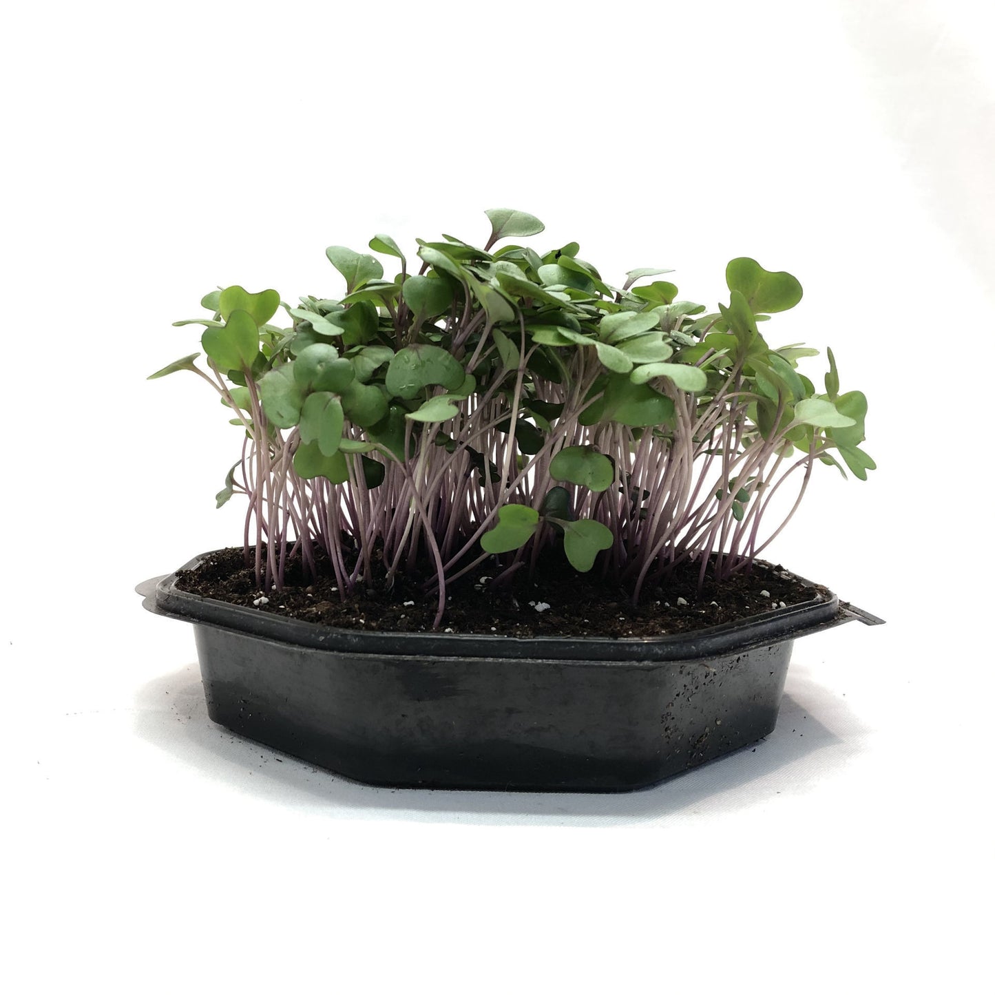 Red Cabbage Cabeza Negra 2