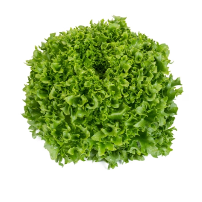 Crystal lettuce Dunand RZ
