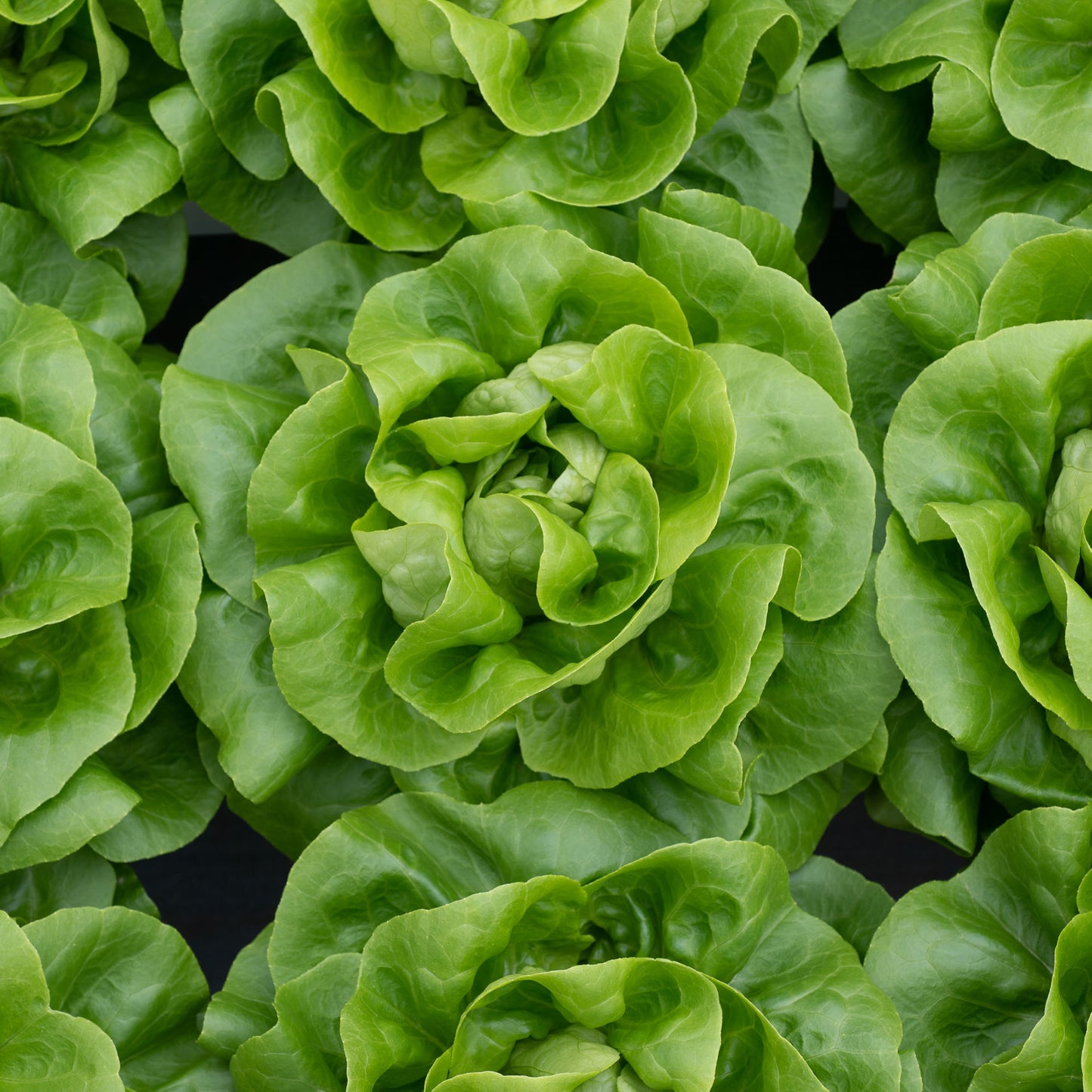 Lettuce Geoffrey