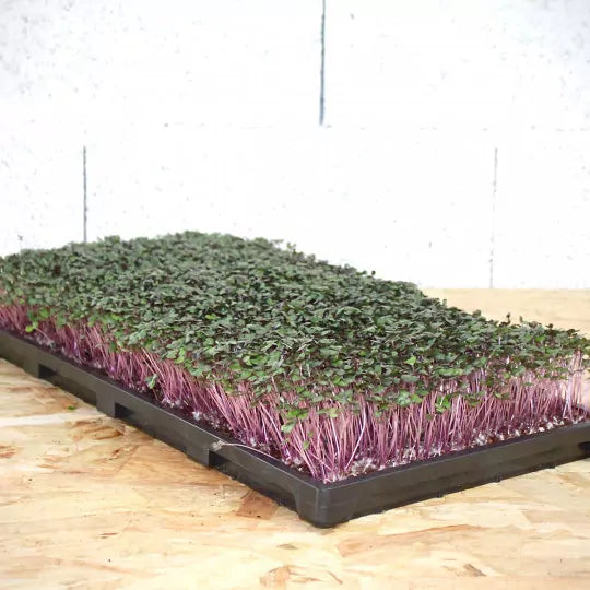 Plant tray
