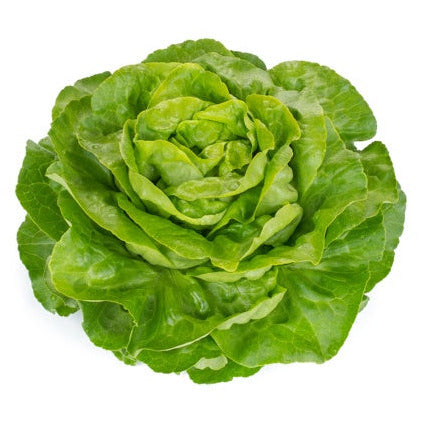 Lettuce Ulmo RZ - BIO
