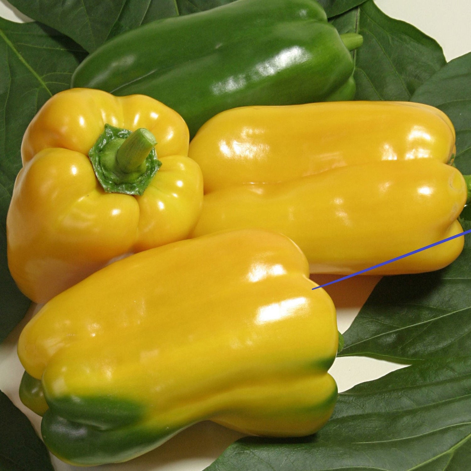 Lamuyopaprika