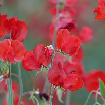 Lathyrus (Luktärt)