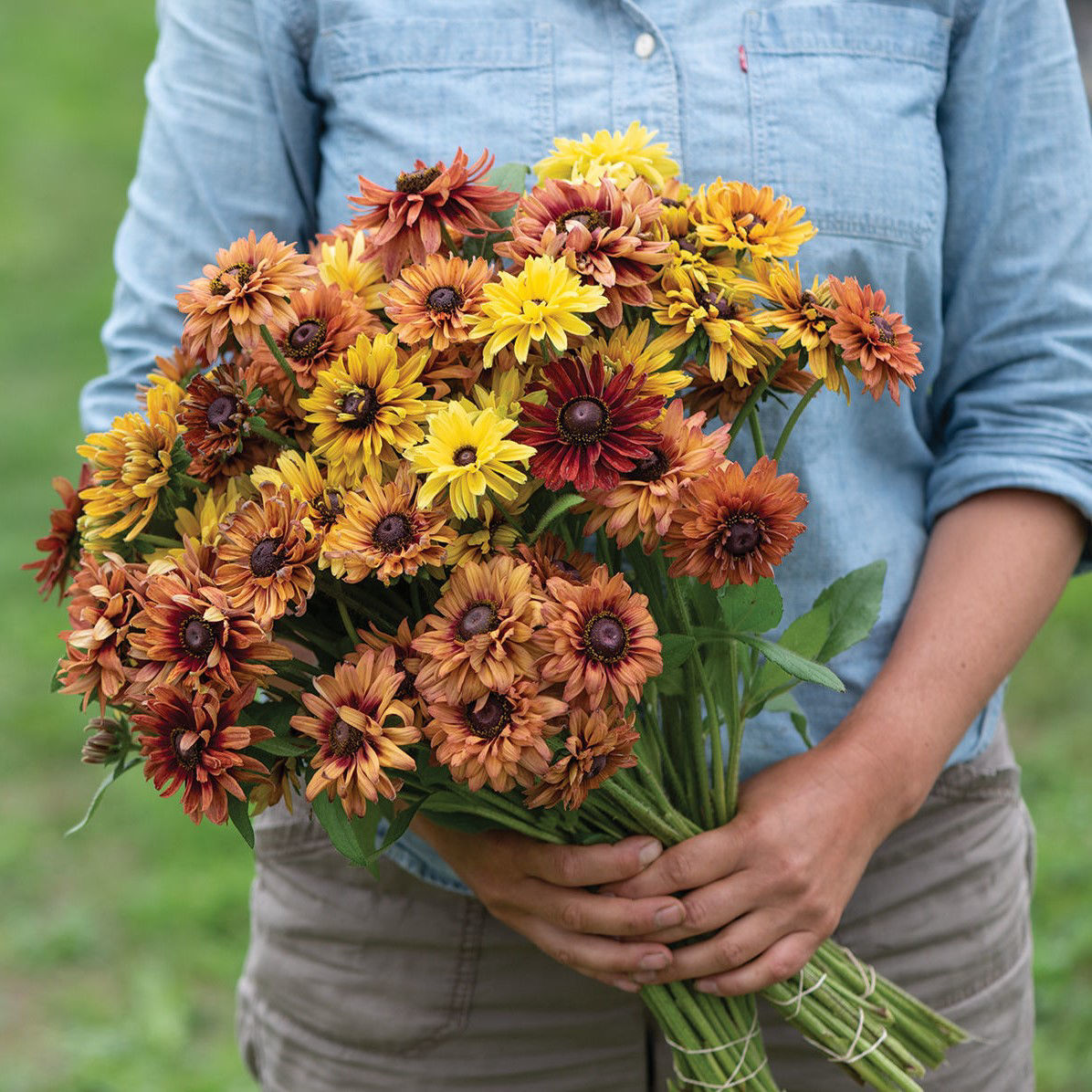 Rudbeckia
