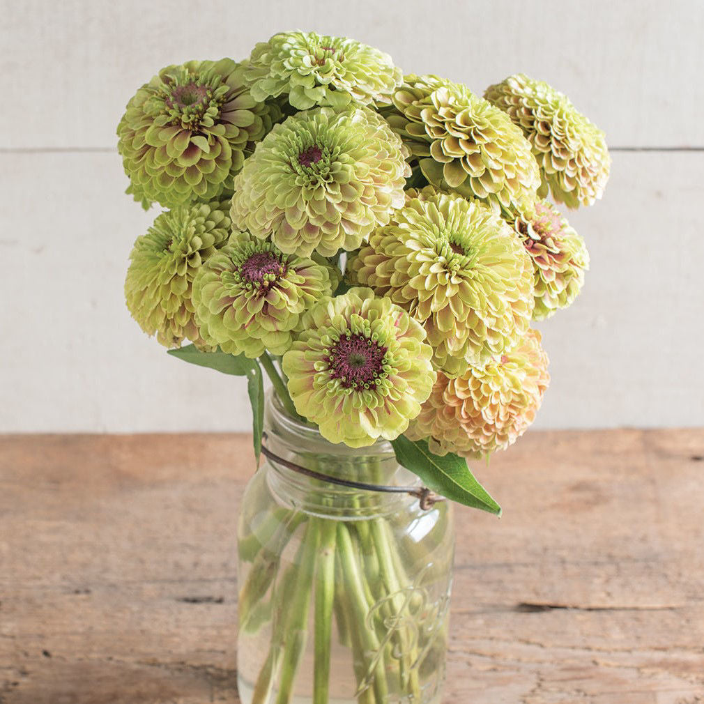 Zinnia