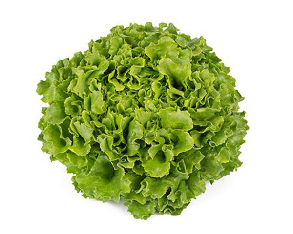 Salanova® Batavia