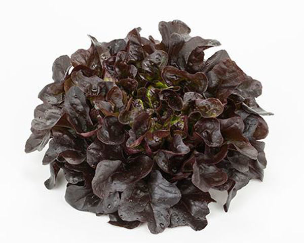 Salanova® Ekblad