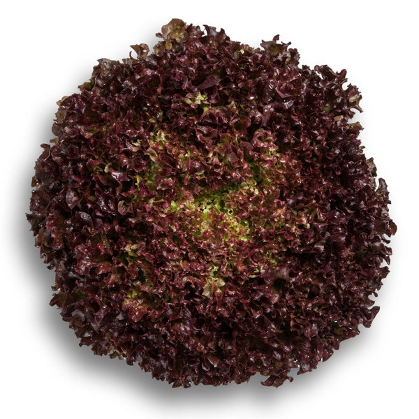 Lollo Rosso
