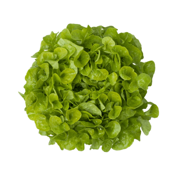 Ekbladsallat