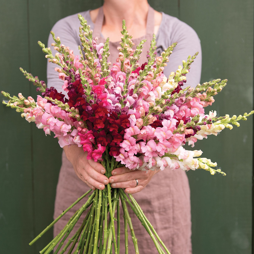 Antirrhinum (Lejongap)