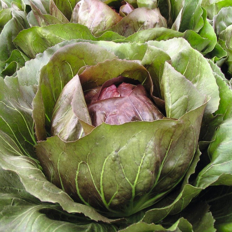 Rosésallat