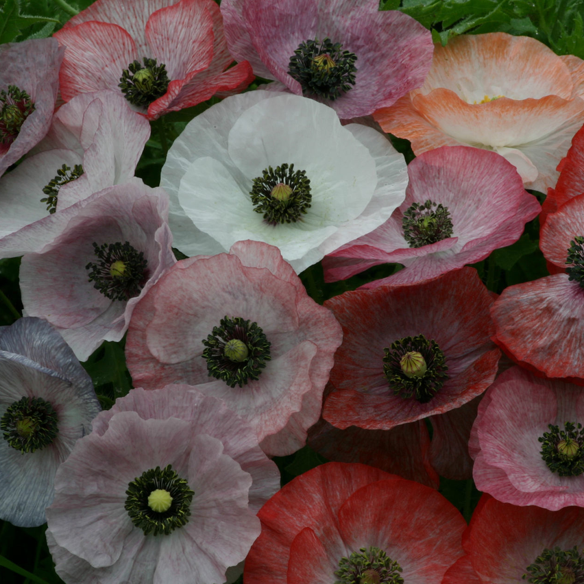 Snittblommor Special