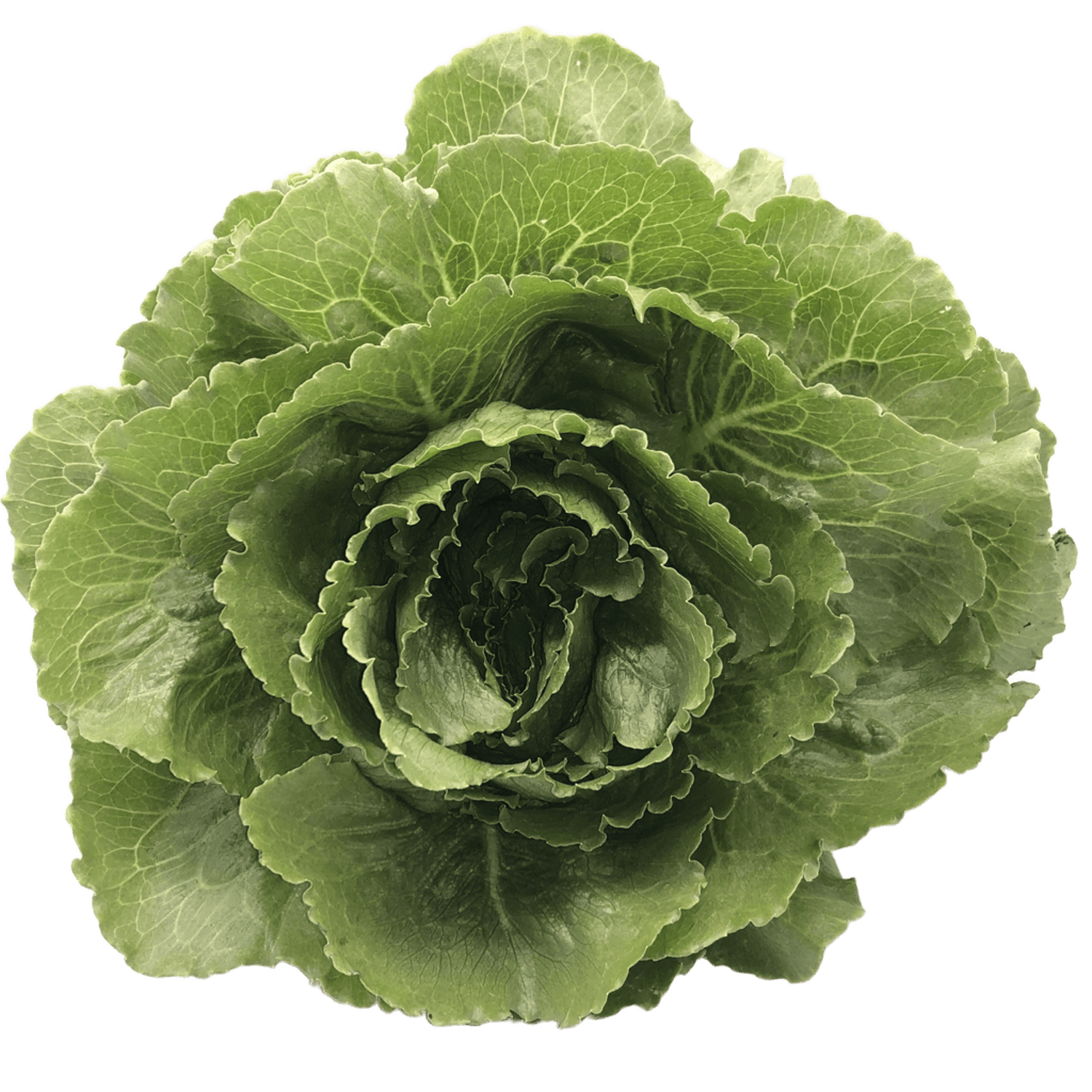 Mini Cosberg