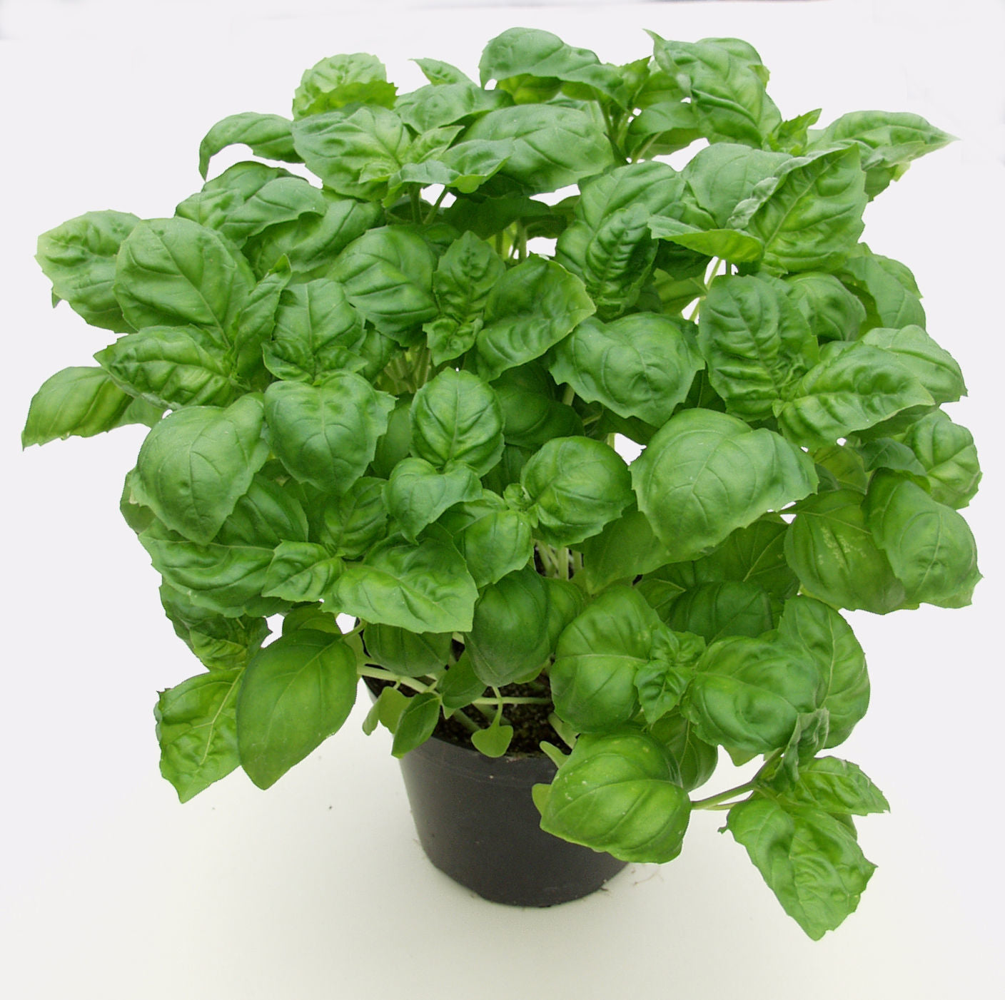 Basil Plenty