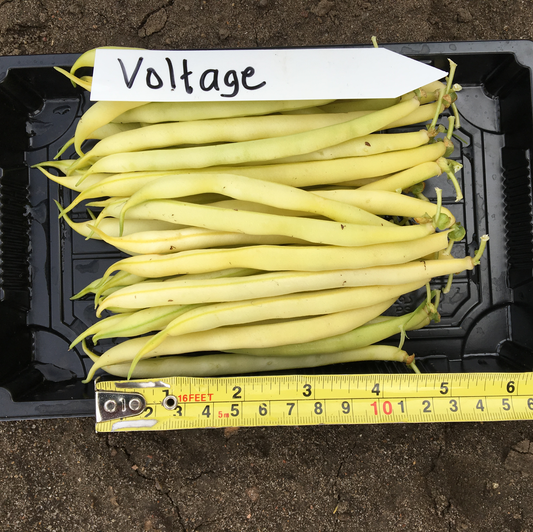Voltage