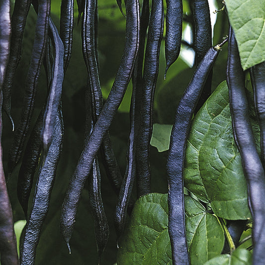Blauhilde - BIO