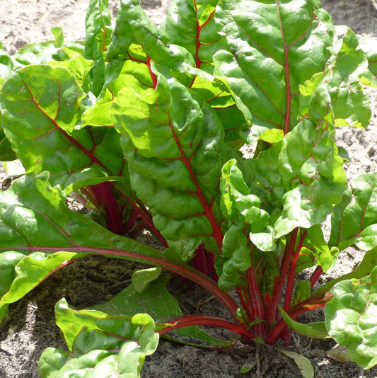 Rhubarb Chard - BIO