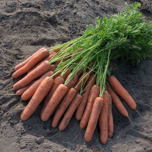 Napoli F1