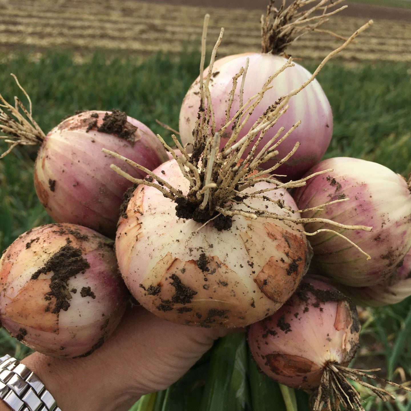 Keravel