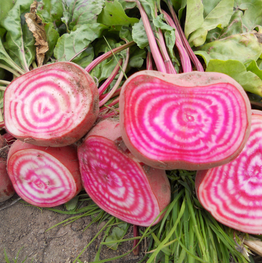 Tonda di Chioggia - BIO