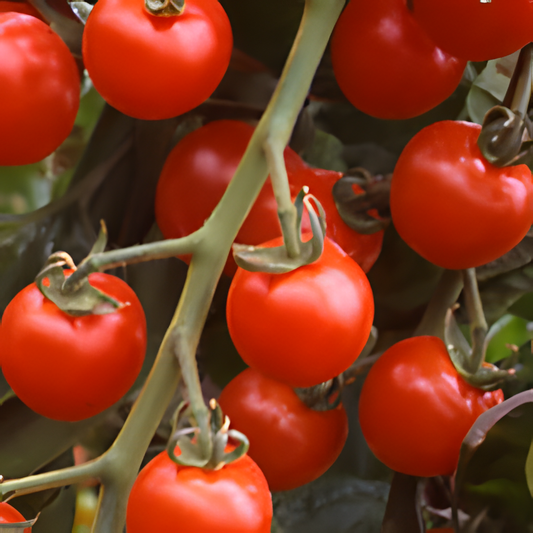 Sun cherry F1