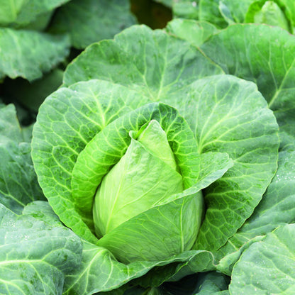 Caraflex F1 - BIO