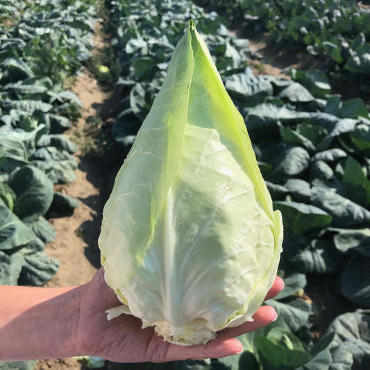 Caraflex F1 - BIO