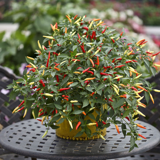 Basket of Fire F1