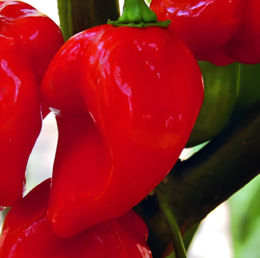 Habanero