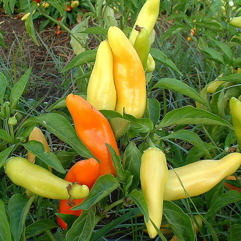 Hungarian Hot Wax