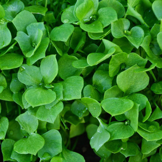 Purslane