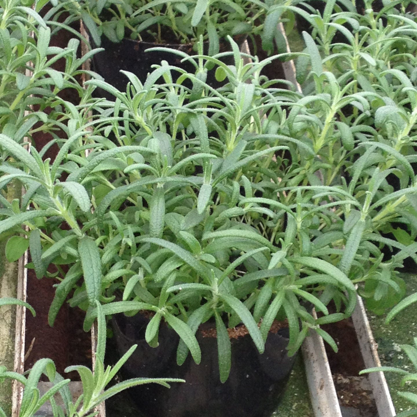 Rosemary