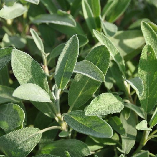 Sage