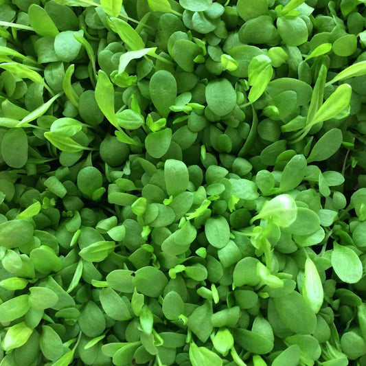 Sorrel, green