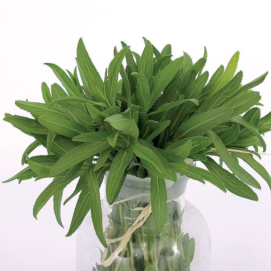 Mexican tarragon