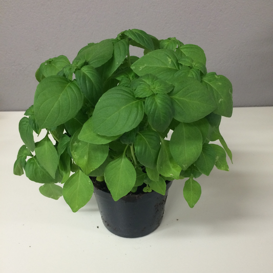 Lemon basil