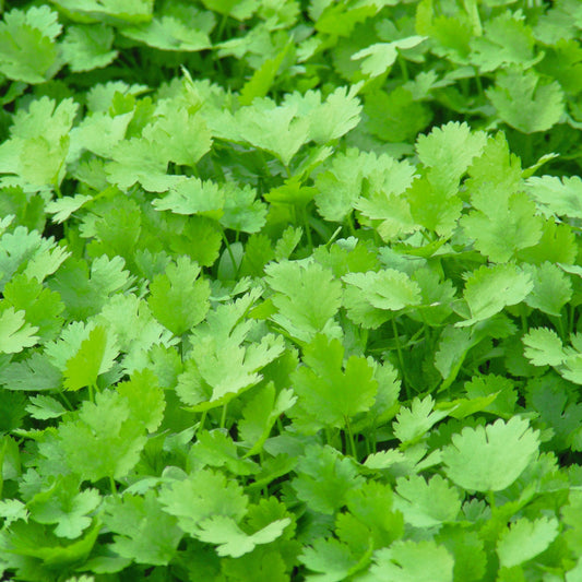 Coriander Caribe - BIO