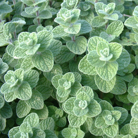 Oregano Zaatar
