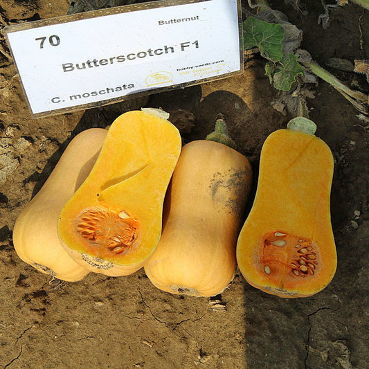 Butterscotch F1