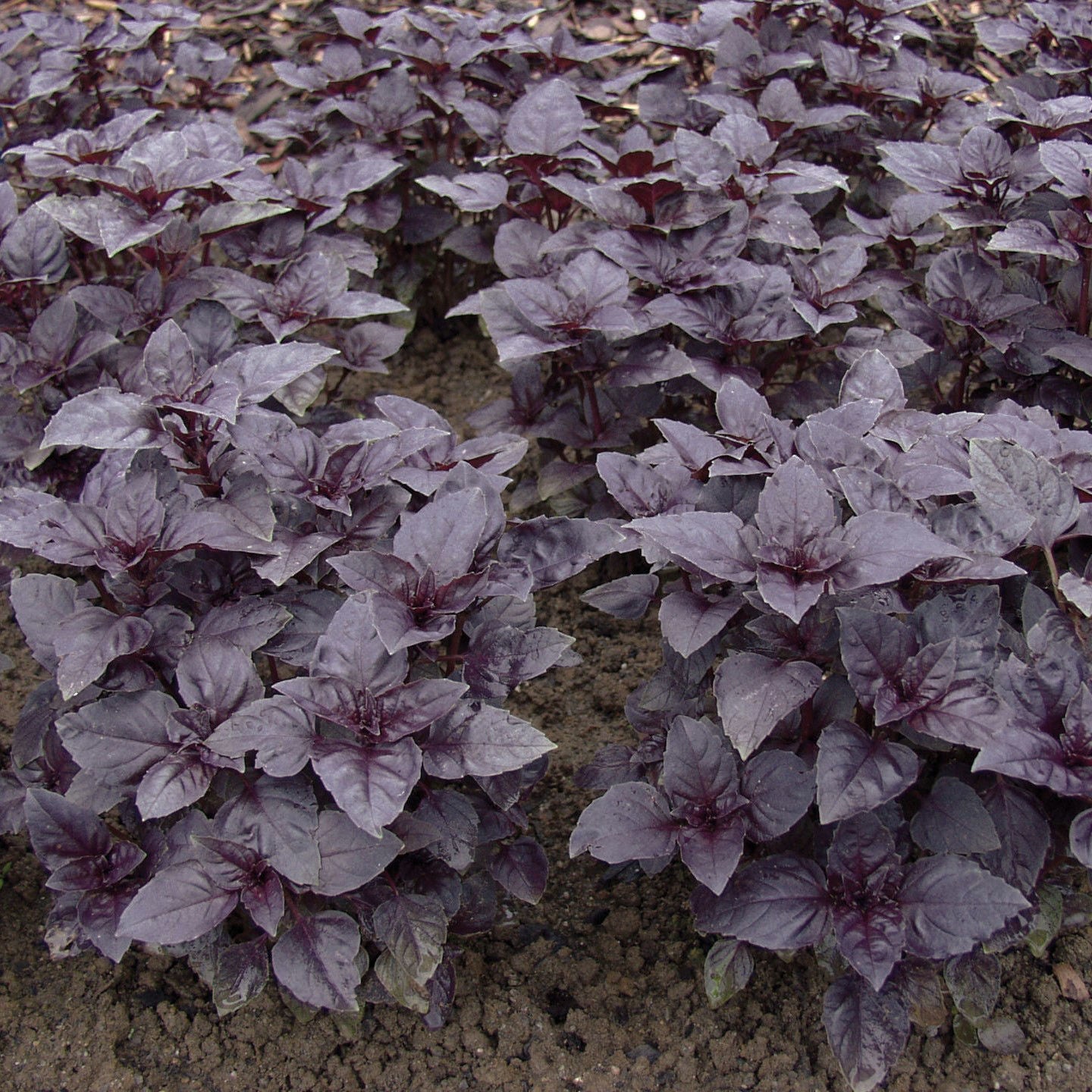 Basil Red Rubin