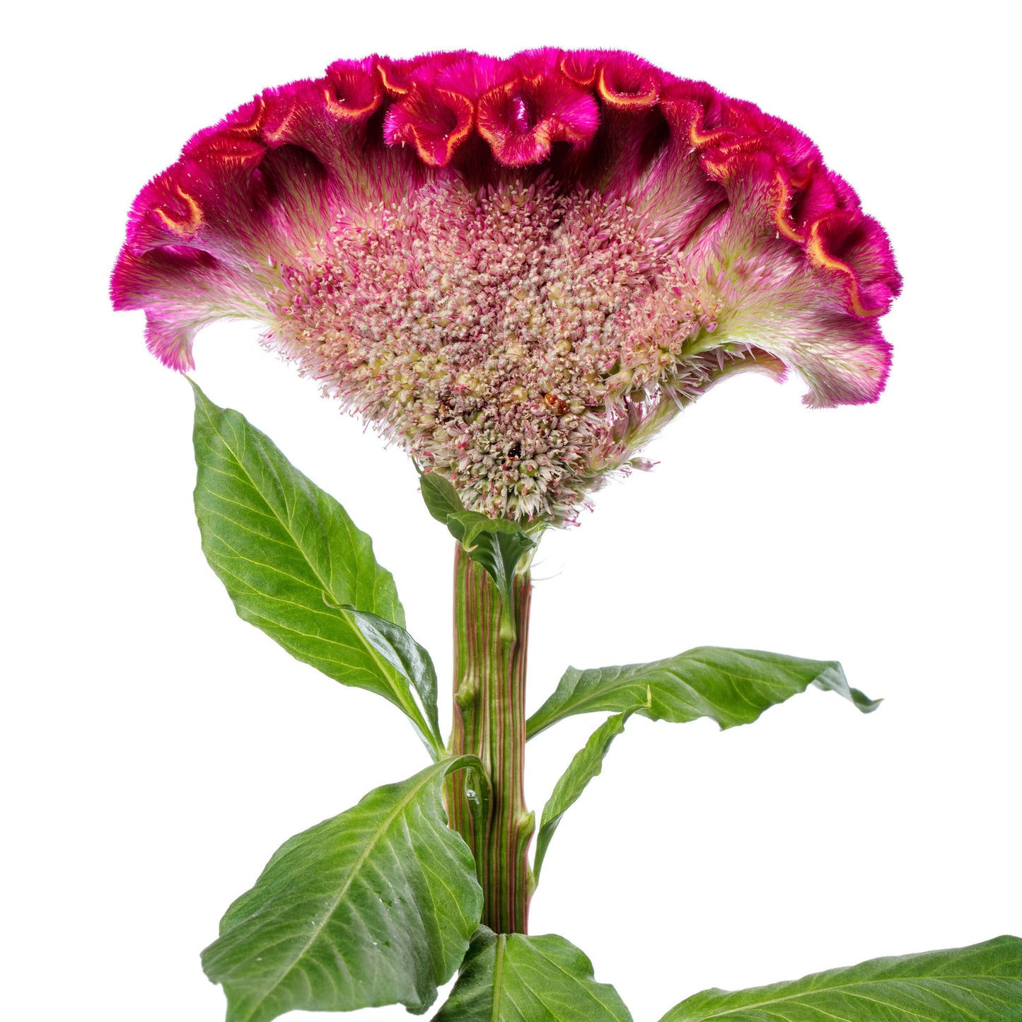 Celosia Act Rima Rose