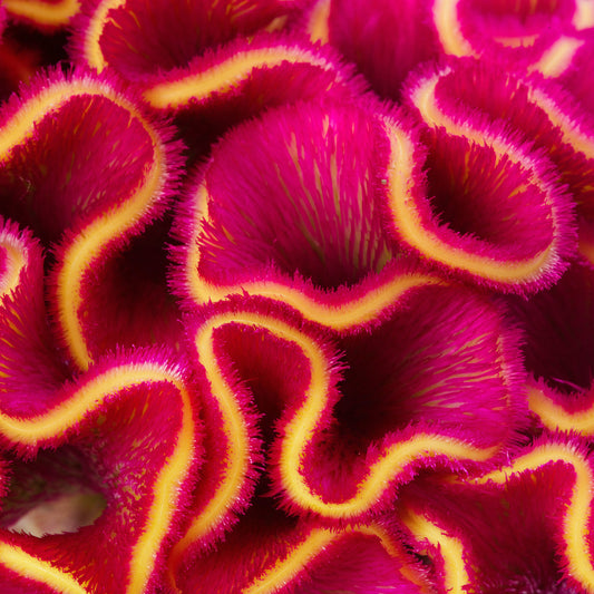 Celosia Act Rima Rose