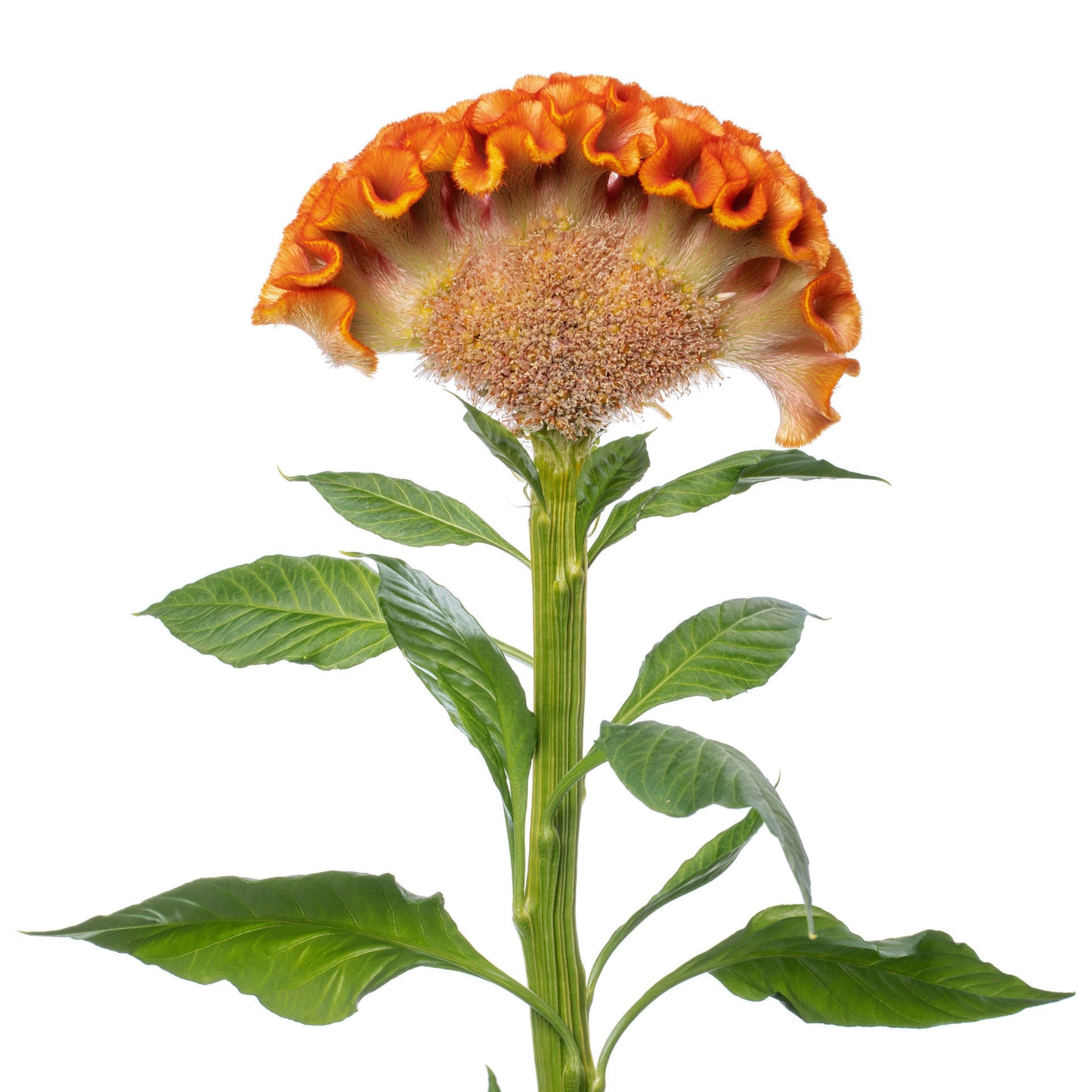 Celosia Act Zara Orange